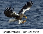 Adult Steller's Sea Eagle In...