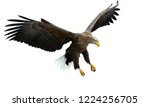 Adult White Tailed Eagle In...