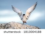 Tern With Spread Wings On A...