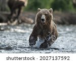 Brown bear running on the river and fishing for salmon. Front view. Brown bear chasing sockeye salmon at a river.  Kamchatka brown bear, Ursus Arctos Piscator. Natural habitat. Kamchatka, Russia.