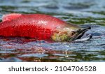 Sockeye Salmon in the river. Red spawning sockeye salmon in a river. Sockeye Salmon swimming and spawning. Scientific name: Oncorhynchus nerka. Natural habitat. Kamchatka, Russia.