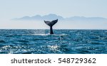 Seascape With Whale Tail. The...