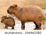 Close Up Of A Capybara ...
