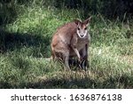 Small photo of the red necked wallaby is looking for food in the grass