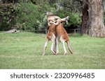Small photo of the two male red kangaroos are fighting for the dominant position in the mob