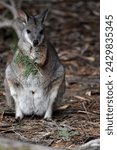 Small photo of the tammar wallaby has dark greyish upperparts with a paler underside and rufous-coloured sides and limbs. The tammar wallaby has white stripes on its face.