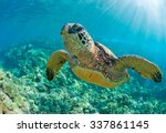 Sea Turtle Close Up Over Coral...