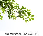 Green Leaf Isolated On White...