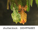 Java leaf insect  phyllium...