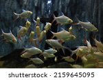Small photo of Schwanenfeld â€™s tinfoil barb (Barbonymus Schwanenfeldii) gathering in crowds and groups.
