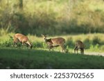Small photo of Female Indian hog deer (Cervus porcinus) in Phu Khieo Wildlife Sanctuary, Thailand. Its name derives from the hog-like manner in which it runs through forests (with its head hung low)