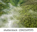 Small photo of Mist on tropical rainforest mountain, Tropical forests can increase the humidity in air and absorb carbon dioxide from the atmosphere.