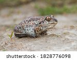 Common Spadefoot toad Pelobates fuscus on the field