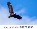 American Bald Eagle In Flight 
