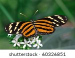 Tiger Longwing  Butterfly