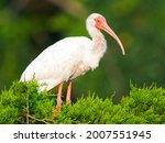 White Ibis Standing In A Tree