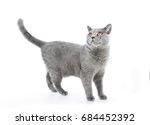 British Shorthair Cat Isolated...