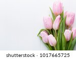Fresh Pink Tulip Flowers...