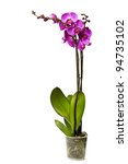 Pink Orchid Isolated On A White ...