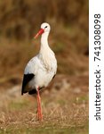 Small photo of Elegant white stork walking in the field