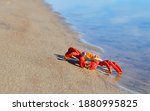 Colorful Red Toy Crab On A...