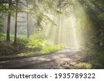 Pathway in a majestic green deciduous forest. Natural tunnel. Mighty tree silhouettes. Fog, sunbeams, soft sunlight. Atmospheric dreamlike summer landscape.   