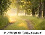 Small photo of Pathway through the forest meadow (lawn) at sunrise. Morning fog, soft sunlight, sunbeams, golden hour. Idyllic landscape. Picturesque scenery. Nature, ecotourism, cycling, hiking