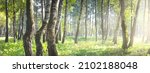 Small photo of Green birch forest on a clear sunny day. Public park. Tree trunks close-up. Pure sunlight, daylight, sunbeams. Ecology, eco tourism, nordic walking, landscape design, landscaping