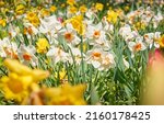 Small photo of Blooming white and yellow narcissus flowers, green lawn in a city park. Spring, early summer. Holland, Netherlands, Europe. Landscaping design, gardening, floristics, bulb plants