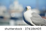 A Seagull In Helsinki  Finland