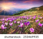 Blossom of crocuses at spring in the mountains. Colorful sunset.