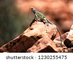 A Great Basin Collard Lizard...
