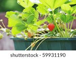 Wild strawberry bush in  green flowerpot