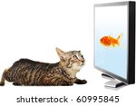 Cat Looking At Fish On Display
