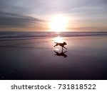 Dog Running Through Sunset