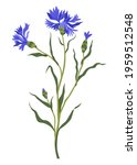 wildflower in blossom  isolated ... | Shutterstock .eps vector #1959512548