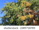 Small photo of Autumn crown with green, yellow and dry brown leaves and seed pods of Honey locust tree (Gleditsia triacanthos) in Conocido Park, Phoenix, Arizona