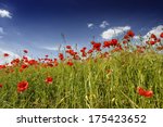 Poppies in barley field with trees in background near Metzing, Moselle, Lorraine, France, Europe