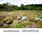 Small photo of Black moor nature landscape called Schwarzes Moor in Germany, Bavaria and Hesse region.