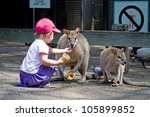 Toddler Girl Feeding A Kangaroo ...