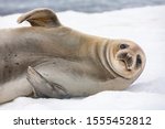 Female Antarctic Fur Seal ...