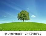 Lonely tree at the empty green field with copy space