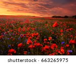 Beautiful poppy seed field at the sunset with copy space