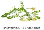 Small photo of Astragalus glycyphyllos or liquorice milkvetch, wild liquorice, wild licorice. Isolated.
