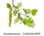 Small photo of Populus alba, commonly called silver poplar, silverleaf poplar, or white poplar. Flowering branch. Isolated on white background.
