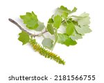 Small photo of Populus alba, commonly called silver poplar, silverleaf poplar, or white poplar. Flowering branch. Isolated on white background.
