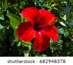 Red Hibiscus Flower On A Green...