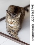 Small photo of Feisty oriental cat at home, domestic animal closeup portrait. High quality photo.