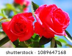 Two Beautiful Red Roses Against ...