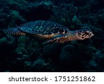 Small photo of A Hawksbill Sea Turtle cruises over the reef in Bonaire, The Netherlands. Scientific name: Eretmochelys imbricate